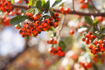 orange berries