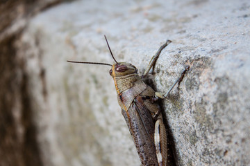 Beautiful shot of big Grasshopper