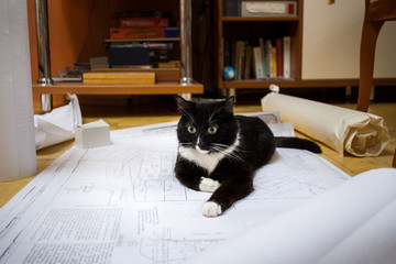 Black and white cat is lying on the floor on the drawings.
