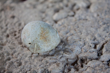 Valuable sea shell and slime conch