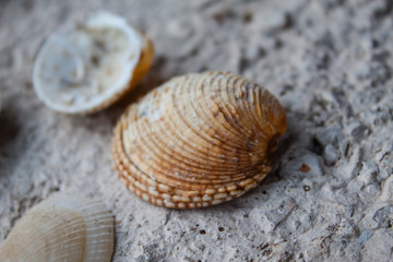 Valuable sea shell and slime conch