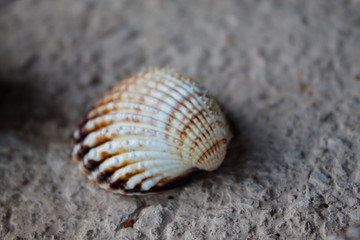 Valuable sea shell and slime conch