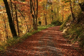 Gravel road leading trough a golden beech forest. Autumn scene.