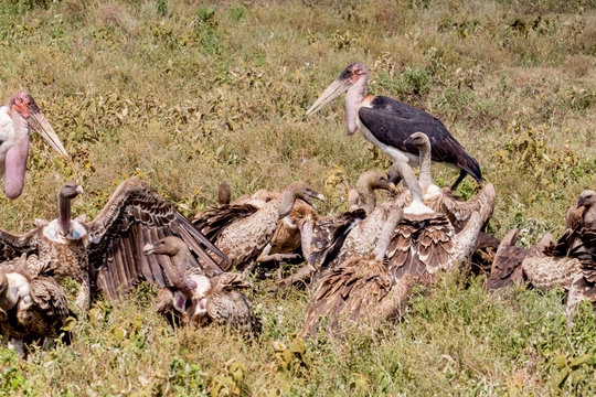 Wilder Beast Carcass with Vultures