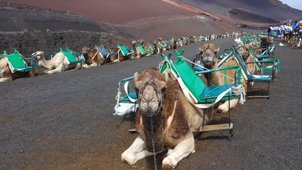 Dromedare  (wissenschaftlicher Name camelus dromedarius)  warten auf Touristen im  Timanfaya Nationalpark, Lanzarote,
