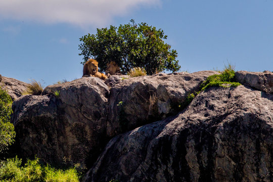 Lions Sunbathing