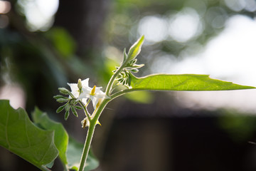 Little flowers in the morning