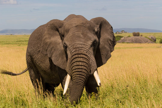 Closeup of African Elephant