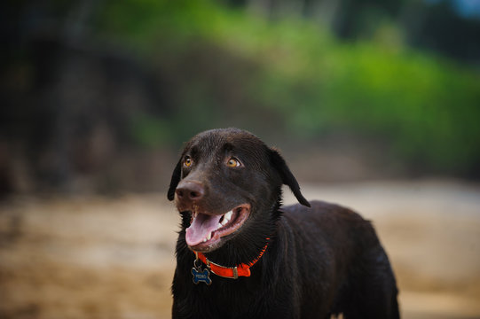 Chocolate Labrador Retriever dog on beach