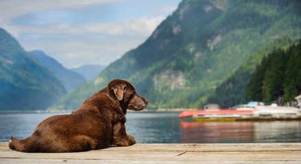 Senior Chocolate Labrador Retriever outdoor portrait lying down on dock on mountain lake