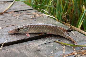 Freshwater pike fish on vintage wooden background.