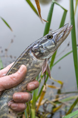 Catch and release. Small Freshwater pike in hand got a freedom..