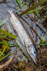 Catch and release. Close up view of small freshwater pike in the water..