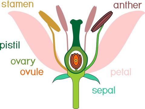 Parts of flower with titles. Cross section of typical angiosperm flower