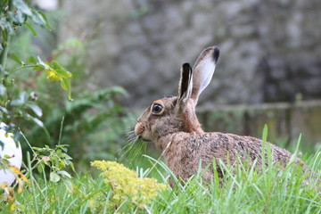 Hase frisst Gras