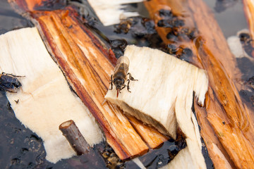 Bees drinking water in the summer..