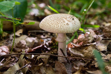 Macrolepiota procera or Lepiota procera in the forest. .