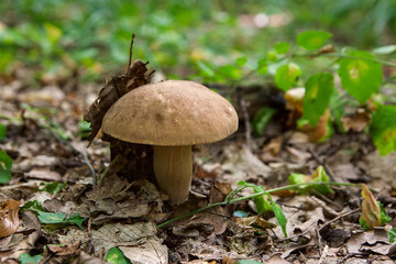 Porcini mushroom grows on the forest floor at autumn season..