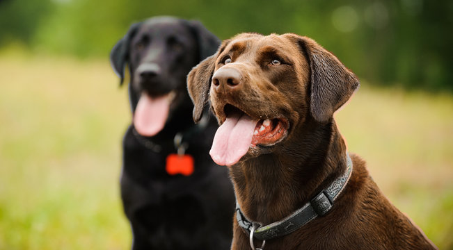Chocolate Labrador Retriever dog in foreground, Black Labrador Retriever dog in background