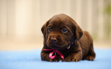 Chocolate Labrador Retriever puppy dog with pink bow lying down on blue blanket © everydoghasastory