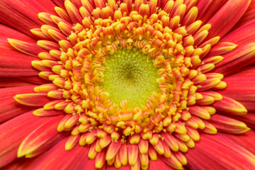 ガーベラの中央部