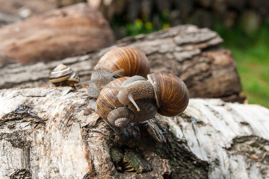 Group of big Burgundy snails (Helix, Roman snail, edible snail, escargot) crawling on the trunk of old birch tree. .