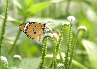 butterfly in the garden