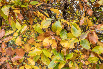 Close up of Yellow and Orange leaves, autumn. with blurred background