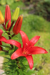 Fototapeta premium lilia Crimson Pixie Lilium hybridum