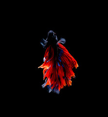 Betta fish, siamese fighting fish, betta splendens isolated on black background