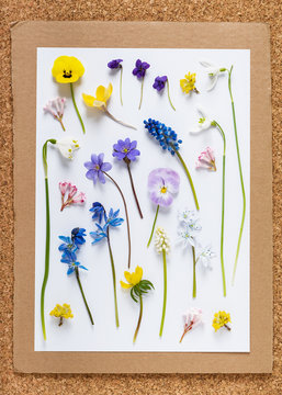 Set of colorful wild spring flowers. Creation of a herbarium. Floral background.