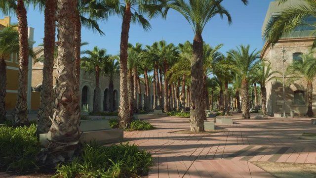 Palm grove between Naval museum and Sala Isaak Peral