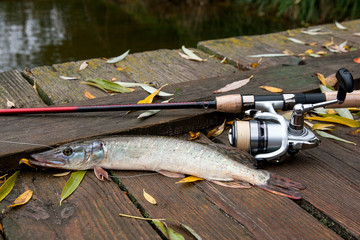 Freshwater pike and fishing equipment lies on wooden background with yellow leaves..