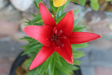 lilia Crimson Pixie  Lilium hybridum