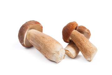 Several porcini mushrooms known as boletus edulis isolated on white background.