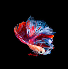 Betta fish, siamese fighting fish, betta splendens isolated on black background