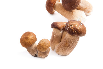 Several porcini mushrooms known as boletus edulis isolated on white background.