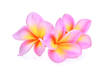 pink frangipani (plumeria) flower isolated on white background
