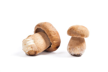 Two porcini mushroom known as boletus edulis isolated on white background.