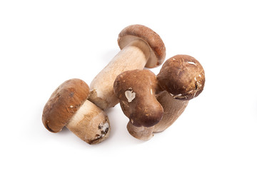 Several porcini mushrooms known as boletus edulis isolated on white background.