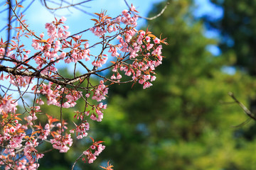 Wild Himalayan Cherry with blue sky and cloud background. Thai sakura blooming during winter in Thailand