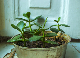 Houseplant crassula ovata in a rustic pot on an old window.