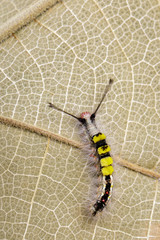 Image of worm on a brown leaf, A reptile that is common in nature Living under the ground Leaves and trees. Insect. Animal