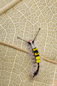 Image of worm on a brown leaf, A reptile that is common in nature Living under the ground Leaves and trees. Insect. Animal