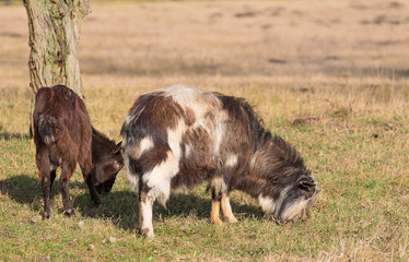 Domestic goat grazing in the farm