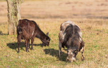 Domestic goat grazing in the farm