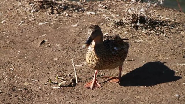 1065 Ducks Walking by River, Slow Motion 