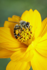Image of bee or honeybee on yellow flower collects nectar. Golden honeybee on flower pollen. Insect. Animal