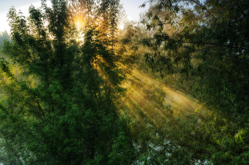 spring morning. dawn near a picturesque river