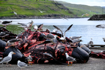 Pilot whale carcasses piled up on the seafront of a village in the Faroe Islands